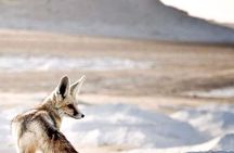 White Desert Awaits Ultimate Safari Adventure