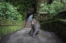 Private Ubud Day Tour Waterfalls Sacred Monkeys and Rice Fields