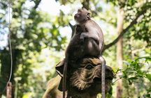 Private Ubud Day Tour Waterfalls Sacred Monkeys and Rice Fields