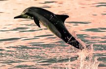 Watching Dolphins, Muscat