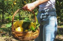 Fresh pasta and Limoncello course in a lemon grove 