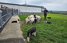 Private Day Trip to the Cliffs of Moher from Dublin