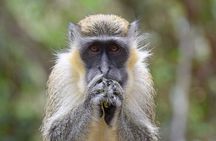 Monkey Feeding And Beach Day In Barbados