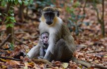 Monkey Feeding And Beach Day In Barbados