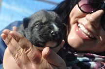 Dog Cart Tour and Puppy Cuddles