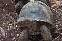 Combined Tour to Prison Island and Nakupenda Sandbank 