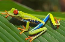Private Guanacaste Night Tour