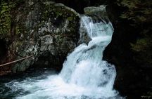 Guided Rainforest & Suspension Bridge Private Hike