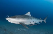 Shark Snorkeling Experience in South Florida