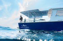 Shark Snorkeling Experience in South Florida