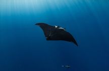Snorkeling Tour - San Jose del Cabo