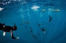 Snorkeling Tour - San Jose del Cabo