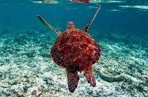 Snorkeling Tour - San Jose del Cabo