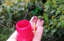 Hummingbirds, chocolate and Nightwalk Tour in Mindo.