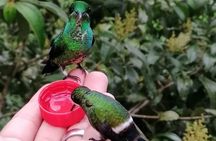 Hummingbirds, chocolate and Nightwalk Tour in Mindo.