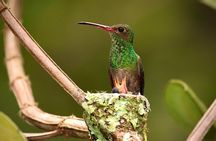 Hummingbirds, chocolate and Nightwalk Tour in Mindo.