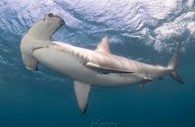 Shark Snorkeling Experience in South Florida