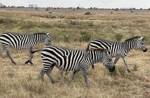 National Park Half-Day Group Tour in Nairobi with Pickup