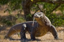 Komodo Island Adventure from Bali (Day Trip)