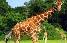 Half Day Safari Tala Game Reserve and Natal Park from Durban