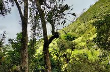 Machin Volcano Hill Tour from Salento