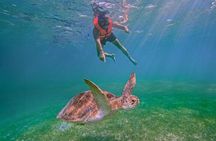 Coba & Sea Turtle Snorkeling Adventure and Beachside Lunch