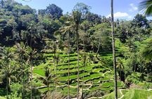 Ubud Tegalalang Private Car Tour