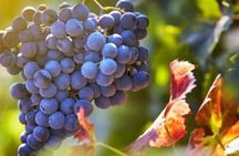 Private Wine Tour in Hunter Valley Pokolbin 