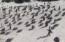 Cape of Good Hope and Penguins Full Day Tour from Cape Town