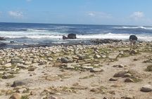 Cape of Good Hope and Penguins Full Day Tour from Cape Town
