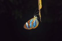 Night Walk Around Arenal Volcano (PRIVATE)