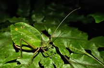 Private Night Walk in La Fortuna