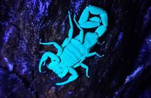 Private Night Walk in La Fortuna