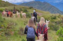 Walk with Alpacas and Llamas in Chinchero