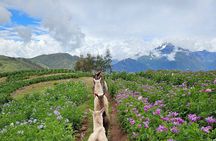 Walk with Alpacas and Llamas in Chinchero
