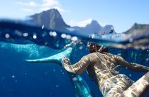 Private boat tour to swim with whales and sharks