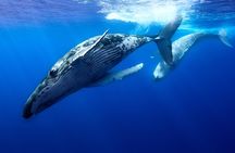 Private boat tour to swim with whales and sharks