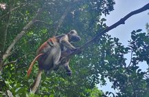 Private Walking Tour in Jozani Forest in Zanzibar 