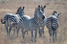 2 Days -1 Night - Safari to Mikumi National Park from Zanzibar