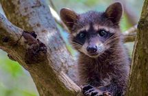 Merida: Progreso, Isla Columpios & El Corchito 