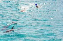 Private Speed Boat Snorkeling with Dolphins Trip - Hurghada