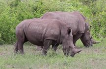 1 Night 2 Days Tour to Amboseli National Park with Jeep