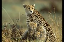 1 Night 2 Days Tour to Amboseli National Park with Jeep