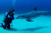 Private Boat Full Day Swimming With Dolphins Trip - Hurghada