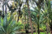 Private Full Day Al Ain City Tour 