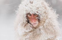 Nagano: Snow Monkey and Zenkoji Temple Free Sake Taste Day Tour