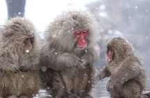 Nagano: Snow Monkey and Zenkoji Temple Free Sake Taste Day Tour