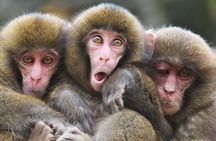 Nagano: Snow Monkey and Zenkoji Temple Free Sake Taste Day Tour