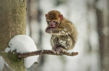 Nagano: Snow Monkey and Zenkoji Temple Free Sake Taste Day Tour