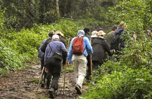 3 Days Uganda Mountain Gorillas Trekking to Bwindi from Kigali